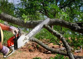 Best Tree Risk Assessment  in Amery, WI